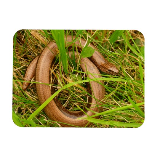 Langsames Worm-Magnet Magnet (Horizontal)