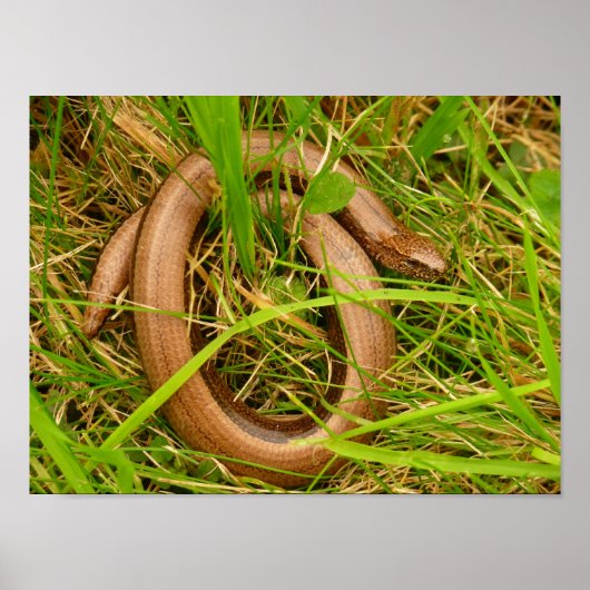 Langsames Worm-Poster Poster (Vorne)