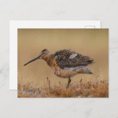 Langschnabel-Dowitcher Postkarte (Vorne/Hinten)