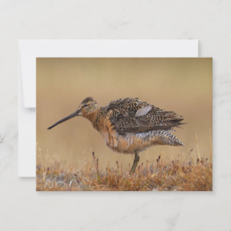 Langschnabel-Dowitcher Postkarte