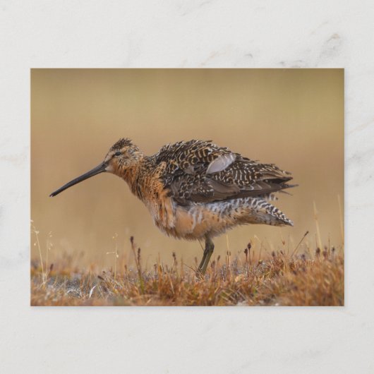 Langschnabel-Dowitcher Postkarte (Vorderseite)