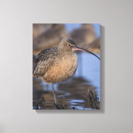 Langschnabel Leinwanddruck