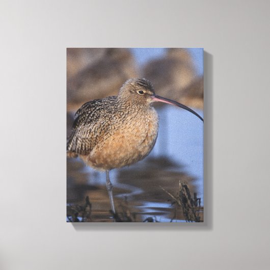 Langschnabel Leinwanddruck (Vorderseite)