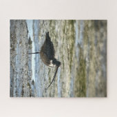 Langschnabel Puzzle (Horizontal)