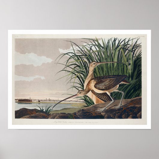 Langschnabel von Audubon Poster (Vorne)