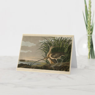 Langschnabel von Audubons Vögeln Amerikas Karte