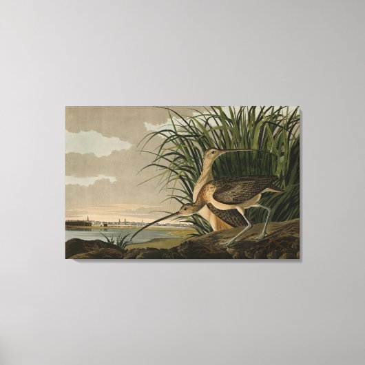 Langschnabel von Audubons Vögeln Amerikas Leinwanddruck (Vorderseite)