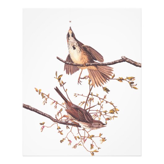 Langschnauzige Audubon-Vögel mit Tiny Spider Fotodruck (Vorne)