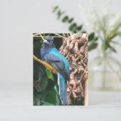 Langschwanz-Blau-Vogel Postkarte (Stehend Vorderseite)