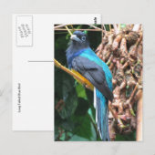 Langschwanz-Blau-Vogel Postkarte (Vorne/Hinten)