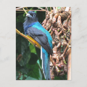 Langschwanz-Blau-Vogel Postkarte