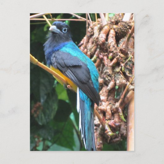 Langschwanz-Blau-Vogel Postkarte (Vorderseite)