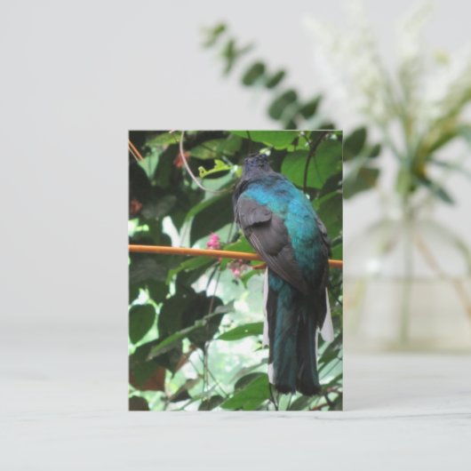 Langschwänziger Exotic Bird Postkarte (Stehend Vorderseite)