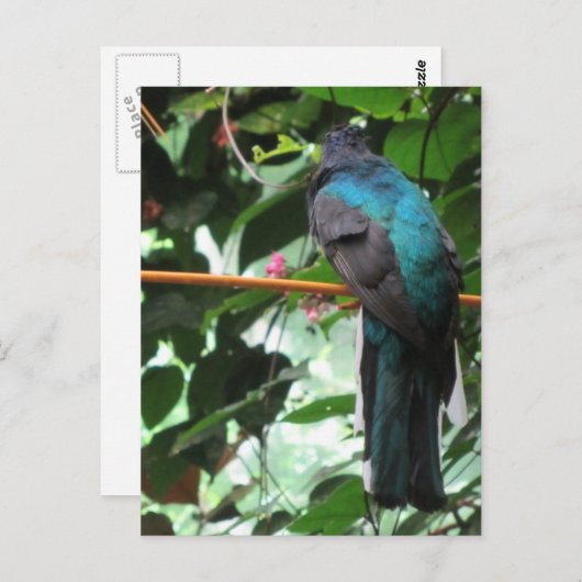 Langschwänziger Exotic Bird Postkarte (Vorne/Hinten)