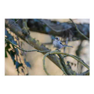 Langschwanzmeise Poster