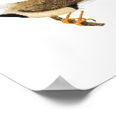 Langschwanzpair - Poephila acuticauda Poster (Ecke)