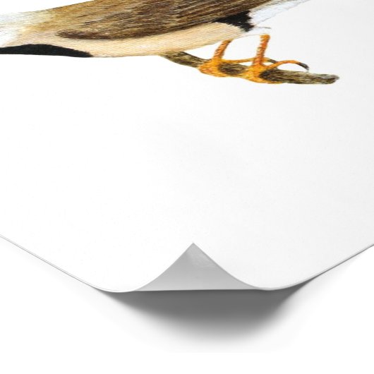 Langschwanzpair - Poephila acuticauda Poster (Ecke)