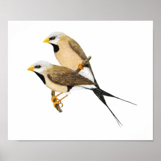 Langschwanzpair - Poephila acuticauda Poster