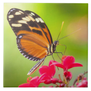 Langschwanzschmetterling auf roter Blume Fliese