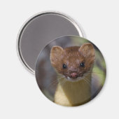Langschwanzschwaasel Magnet (Vorderseite/Rückseite)