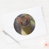 Langschwanzschwaasel Runder Aufkleber (Umschlag)