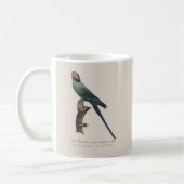 Langschwanzsittich, Psittacula Longicauda Kaffeetasse (Links)