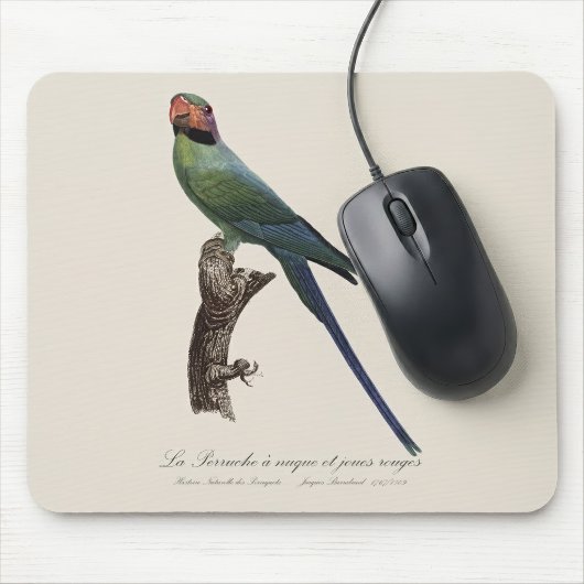 Langschwanzsittich, Psittacula Longicauda Mousepad