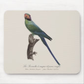 Langschwanzsittich, Psittacula Longicauda Mousepad (Vorne)