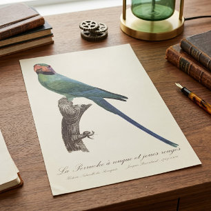Langschwanzsittich, Psittacula Longicauda Poster