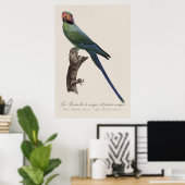 Langschwanzsittich, Psittacula Longicauda Poster (Heimbüro)