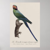 Langschwanzsittich, Psittacula Longicauda Poster (Vorne)