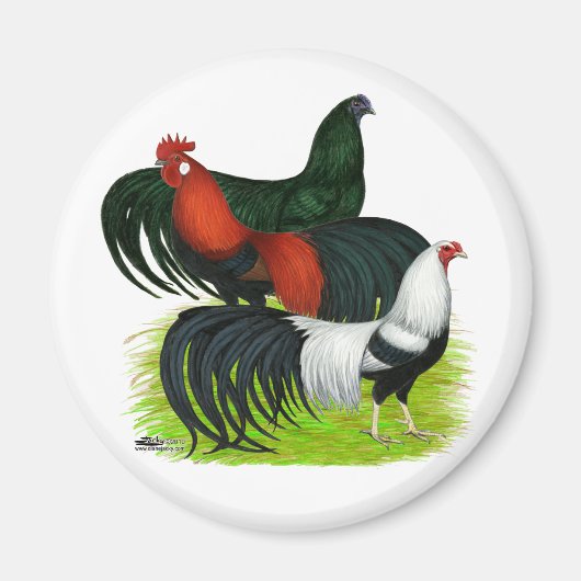 Langschwanztrio Magnet (Vorne)