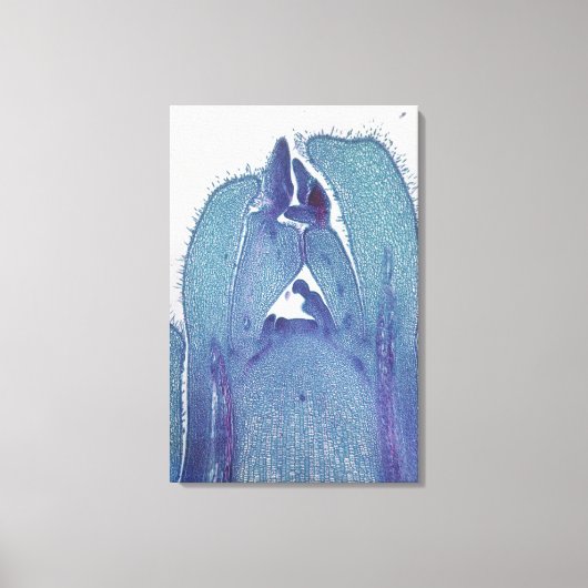 Längsschnitt eines Ahornstammes (Acer) Leinwanddruck (Vorderseite)