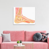 Längsschnittbereich des menschlichen Fußes Leinwanddruck (Insitu (Wohnzimmer))