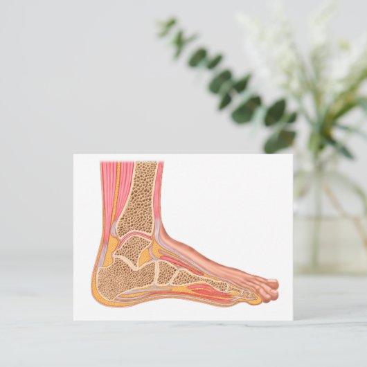 Längsschnittbereich des menschlichen Fußes Postkarte (Stehend Vorderseite)