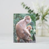 Langur Monkey Mother & Baby Postkarte (Stehend Vorderseite)