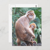 Langur Monkey Mother & Baby Postkarte (Vorne/Hinten)