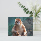 Langur Monkey Wildlife Animal Foto Postkarte (Stehend Vorderseite)