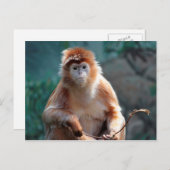 Langur Monkey Wildlife Animal Foto Postkarte (Vorne/Hinten)