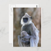 Langur Postkarte (Vorne/Hinten)