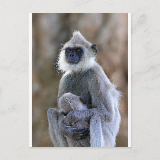 Langur Postkarte (Vorderseite)