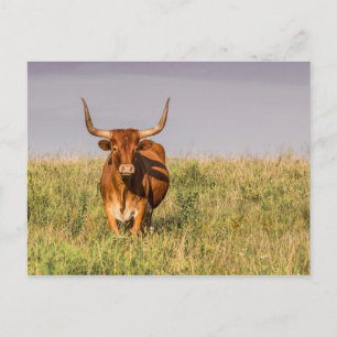 Langweilig Stehend in einer Feldpostkarte Postkarte