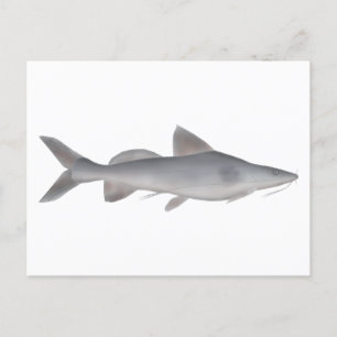 Langweißfisch Postkarte