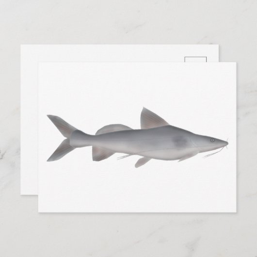 Langweißfisch Postkarte (Vorne/Hinten)