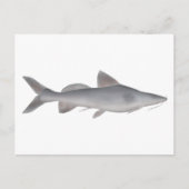 Langweißfisch Postkarte (Vorderseite)