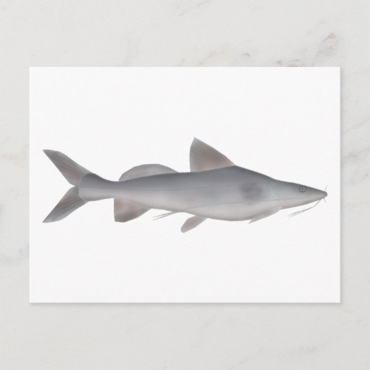 Langweißfisch Postkarte (Vorderseite)