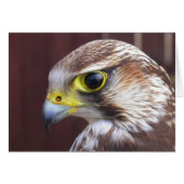 Lanner Falcon (Vorderseite (Horizontal))