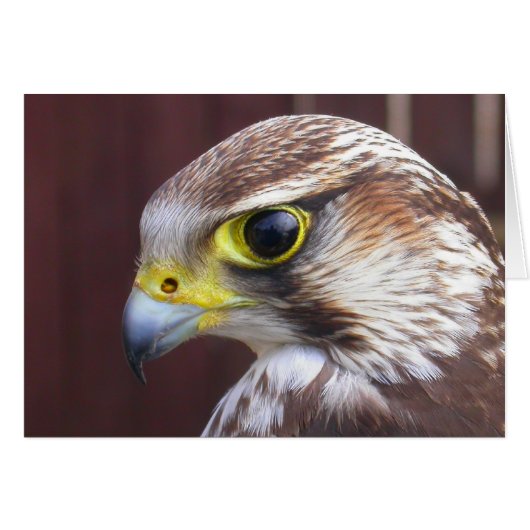 Lanner Falcon (Vorderseite (Horizontal))