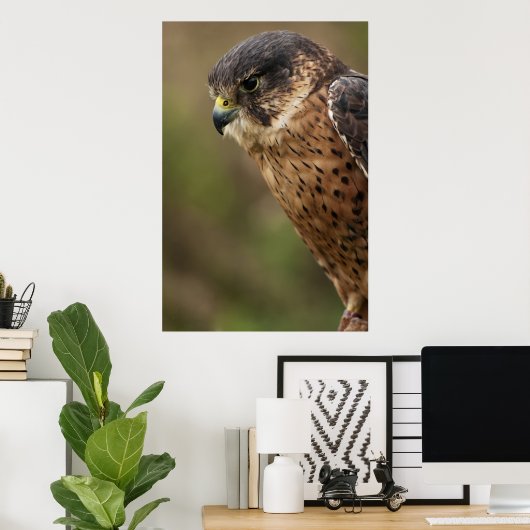 Lanner Falcon 2 Poster (Heimbüro)