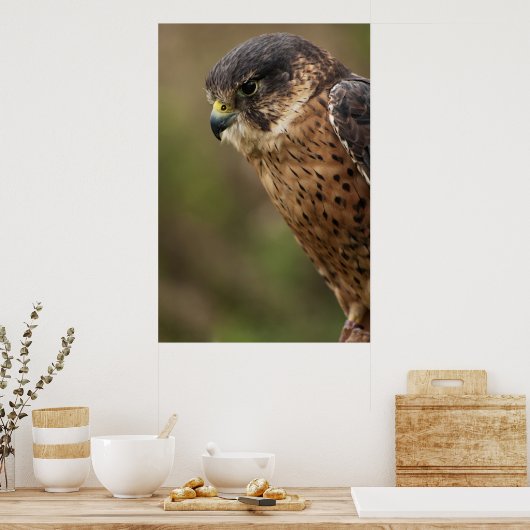 Lanner Falcon 2 Poster (Küche)